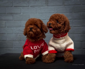 Toy Poodle Mini Red Yavrularımız